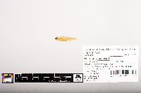 Notropis volucellus image