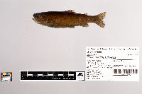 Oncorhynchus mykiss image