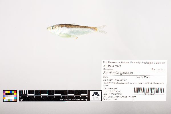 Sardinella gibbosa image