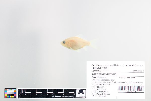 Carassius auratus image