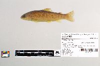 Salmo trutta image