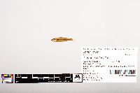 Notropis volucellus image