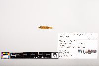 Notropis volucellus image