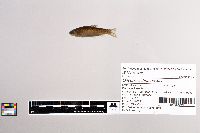 Oncorhynchus mykiss image