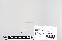 Moolgarda cunnesius image