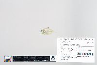 Eubleekeria splendens image