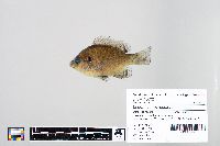 Image of Lepomis macrochirus