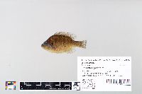 Image of Lepomis gibbosus