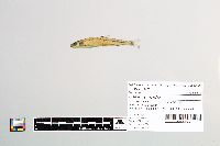 Osmerus mordax image