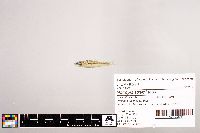 Notropis stramineus image