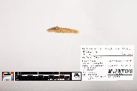 Noturus flavus image