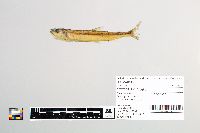 Image of Osmerus mordax