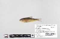thumbnail image of current specimen