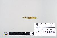 Fundulus catenatus image