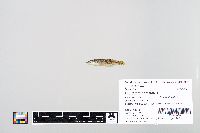 Fundulus catenatus image