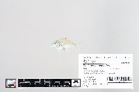 Eubleekeria splendens image