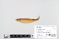 Image of Coregonus artedi