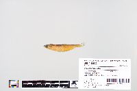 Image of Coregonus zenithicus