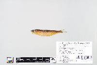 Image of Coregonus nipigon