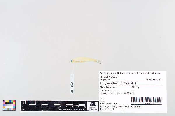 Clupeoides borneensis image