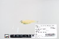 Escualosa thoracata image