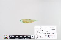 Thryssa setirostris image