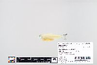 Escualosa thoracata image