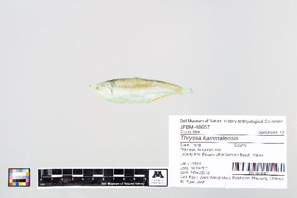 Thryssa kammalensis image
