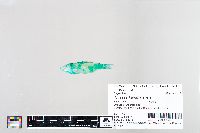 Thryssa kammalensis image
