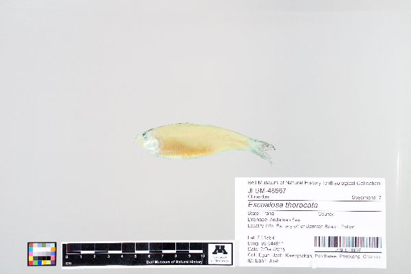 Escualosa thoracata image