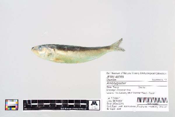 Sardinella lemuru image