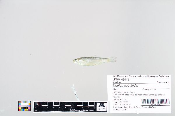 Chelon subviridis image