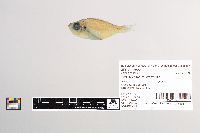 Malakichthys wakiyae image