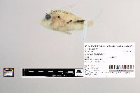 Image of Ebosia bleekeri