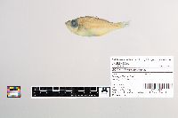 Malakichthys wakiyae image