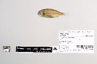 Polymixia berndti image