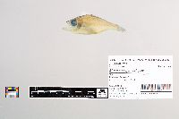 Malakichthys wakiyae image