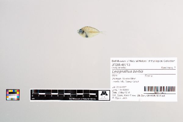 Leiognathus berbis image