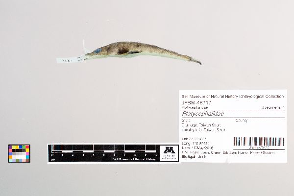 Platycephalidae image