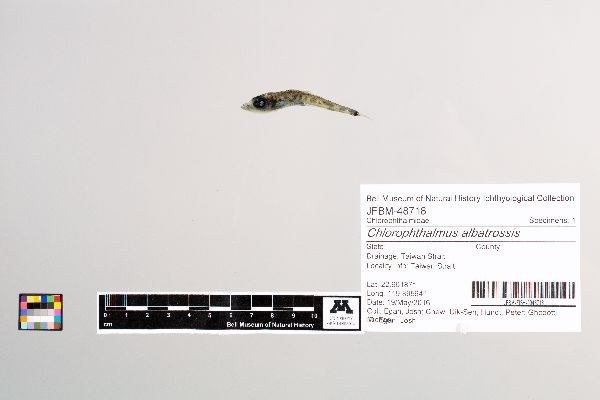 Chlorophthalmus albatrossis image