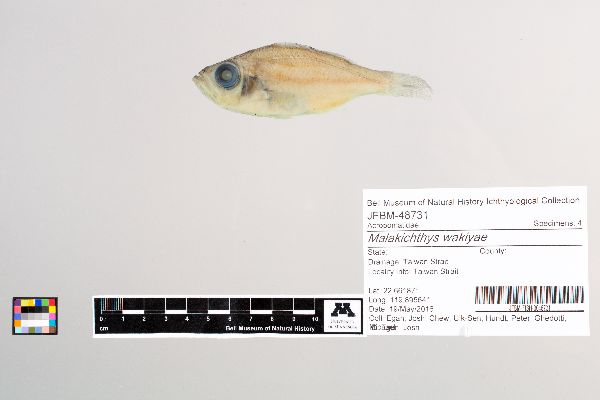 Malakichthys wakiyae image