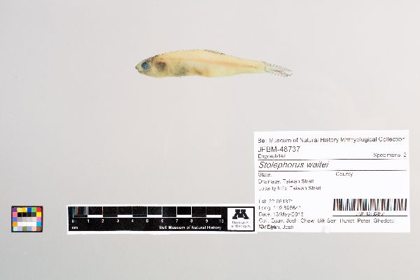 Stolephorus waitei image