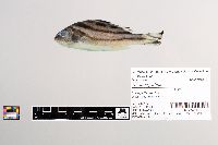 Terapon jarbua image