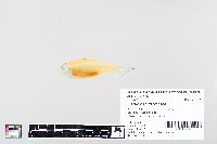 Escualosa thoracata image