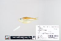 Ilisha melastoma image