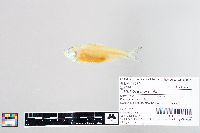thumbnail image of current specimen