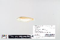 Thryssa kammalensis image