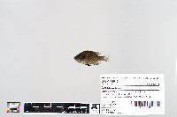 Lepomis peltastes image