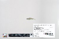 Image of Notropis anogenus