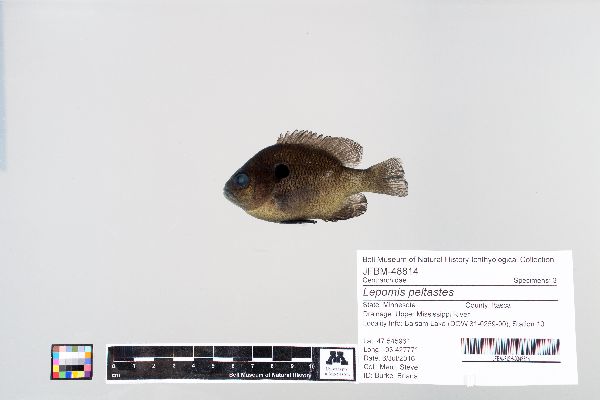 Lepomis peltastes image